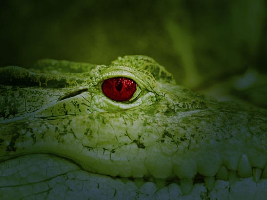 Emotional Alligators - Foundation of Human Understanding